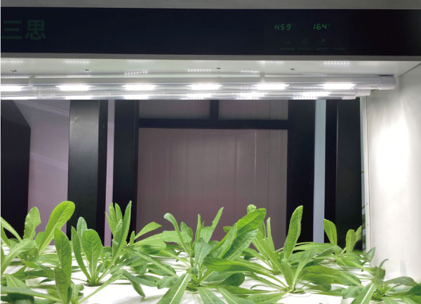 婷婷婷影院植物照（zhào）明