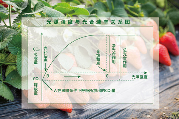 光照（zhào）度與光（guāng）合速率（lǜ）關係圖